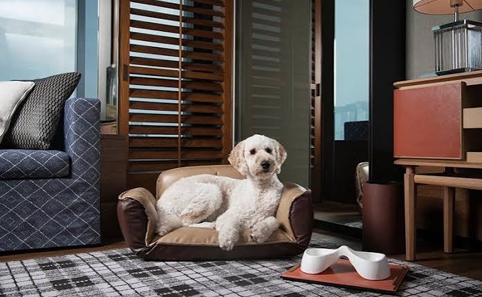 Pet Friendly Luxury Hotels Redefining Travel with Pets